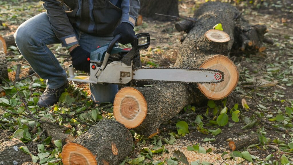 Professional tree felling service in Pinetown