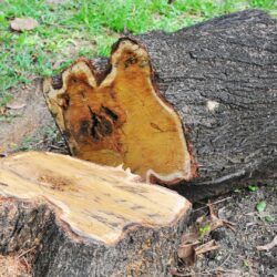 Professional tree felling service in Pinetown